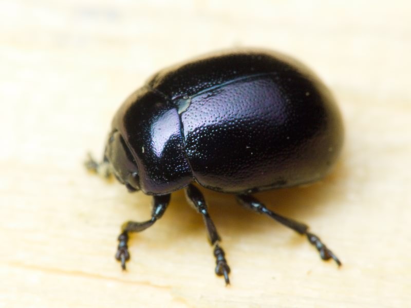 Chrysolina varians (Schaller, 1783)